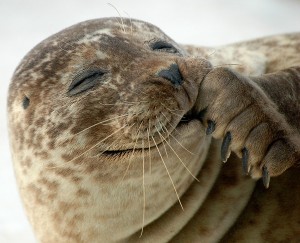 Seal